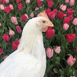 Chicken with background of pink tulips